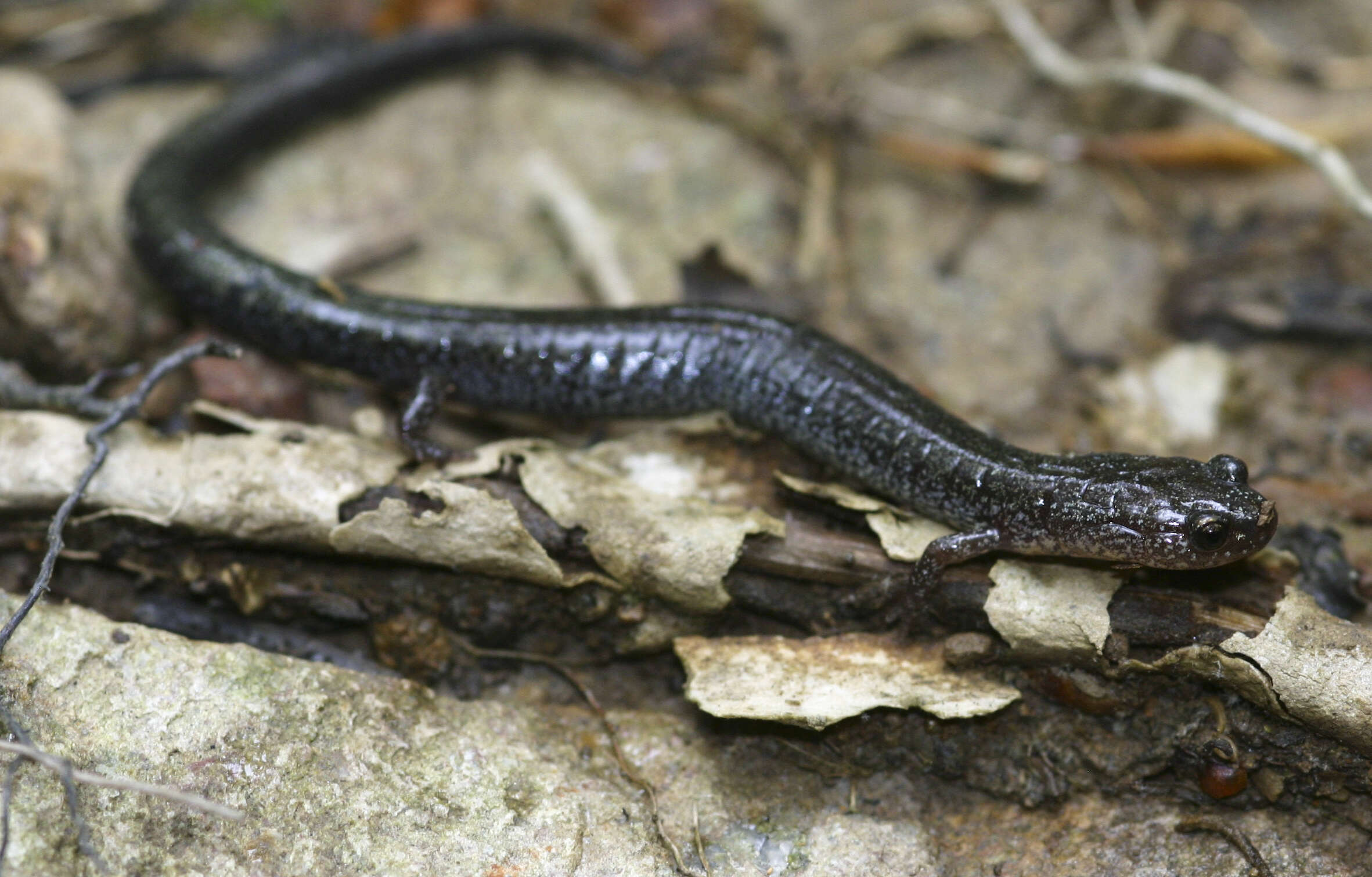 Plethodon cinereus (Green 1818) resmi