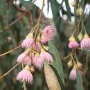 Image of Eucalyptus leucoxylon subsp. leucoxylon