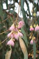 Image de Eucalyptus leucoxylon subsp. leucoxylon