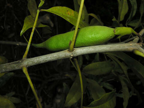 صورة Tabebuia palustris Hemsl.