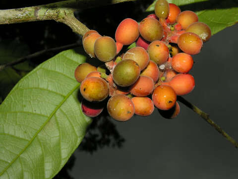 Image of Pubescent Sorocea (tree)