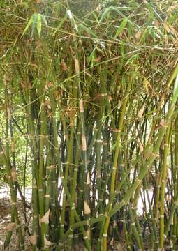 Image of bamboo