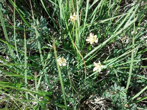 Слика од Parnassia fimbriata Banks