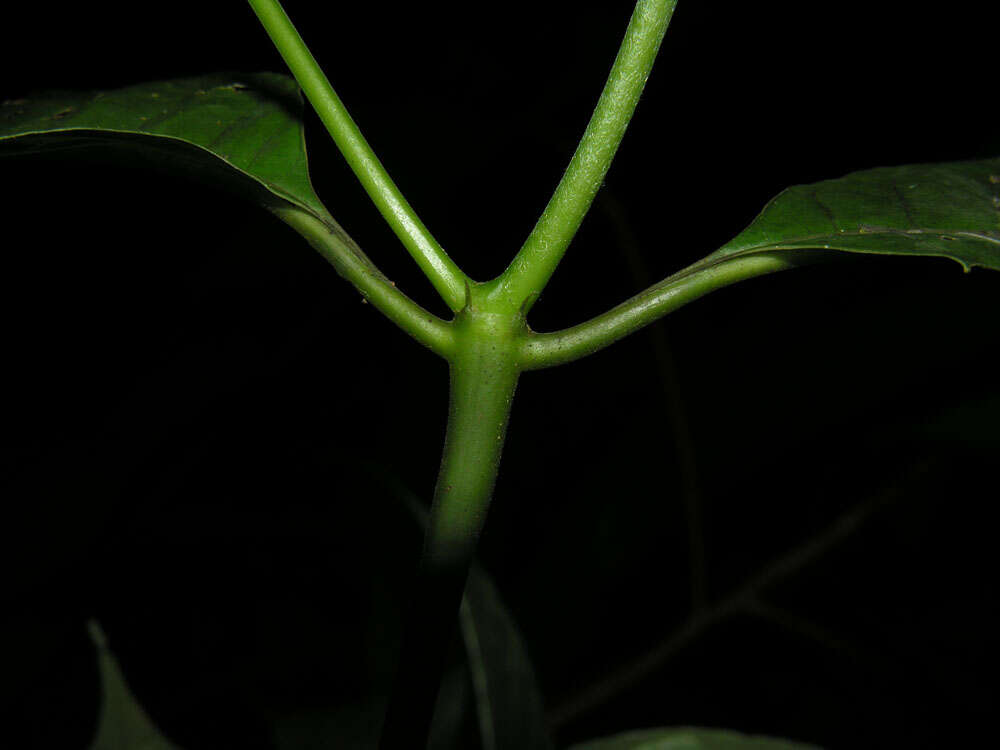 Palicourea acuminata (Benth.) Borhidi resmi