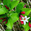 Image of Coutarea hexandra (Jacq.) K. Schum.