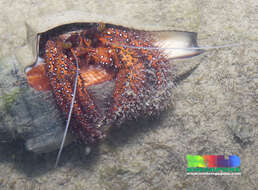 Image of Sand hermit crab