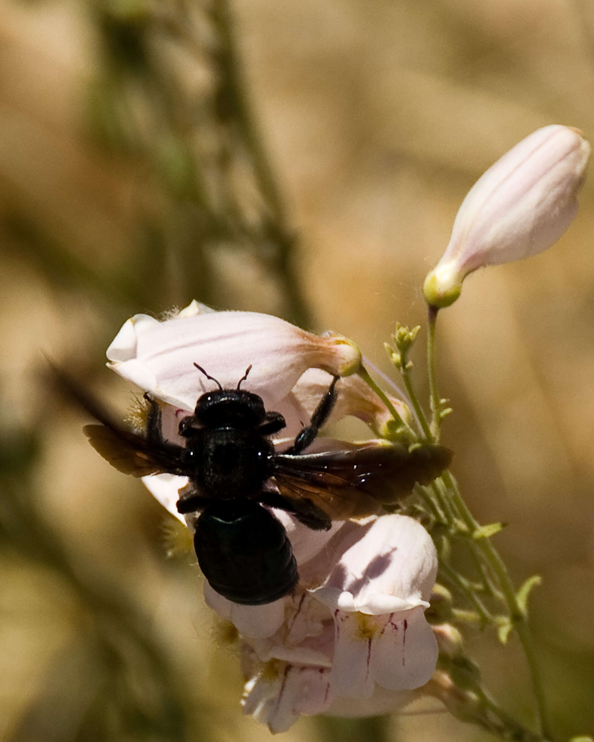 Xylocopa californica Cresson 1864 resmi