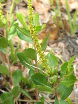 Image of toothleaf