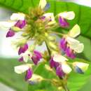 Imagem de Desmodium laxiflorum DC.