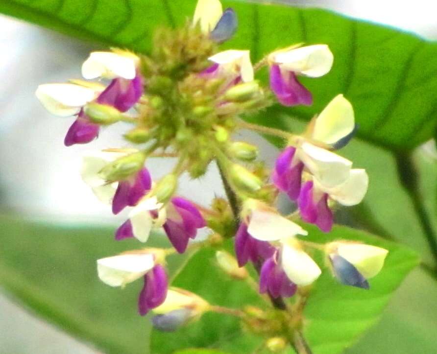 Image of ticktrefoil