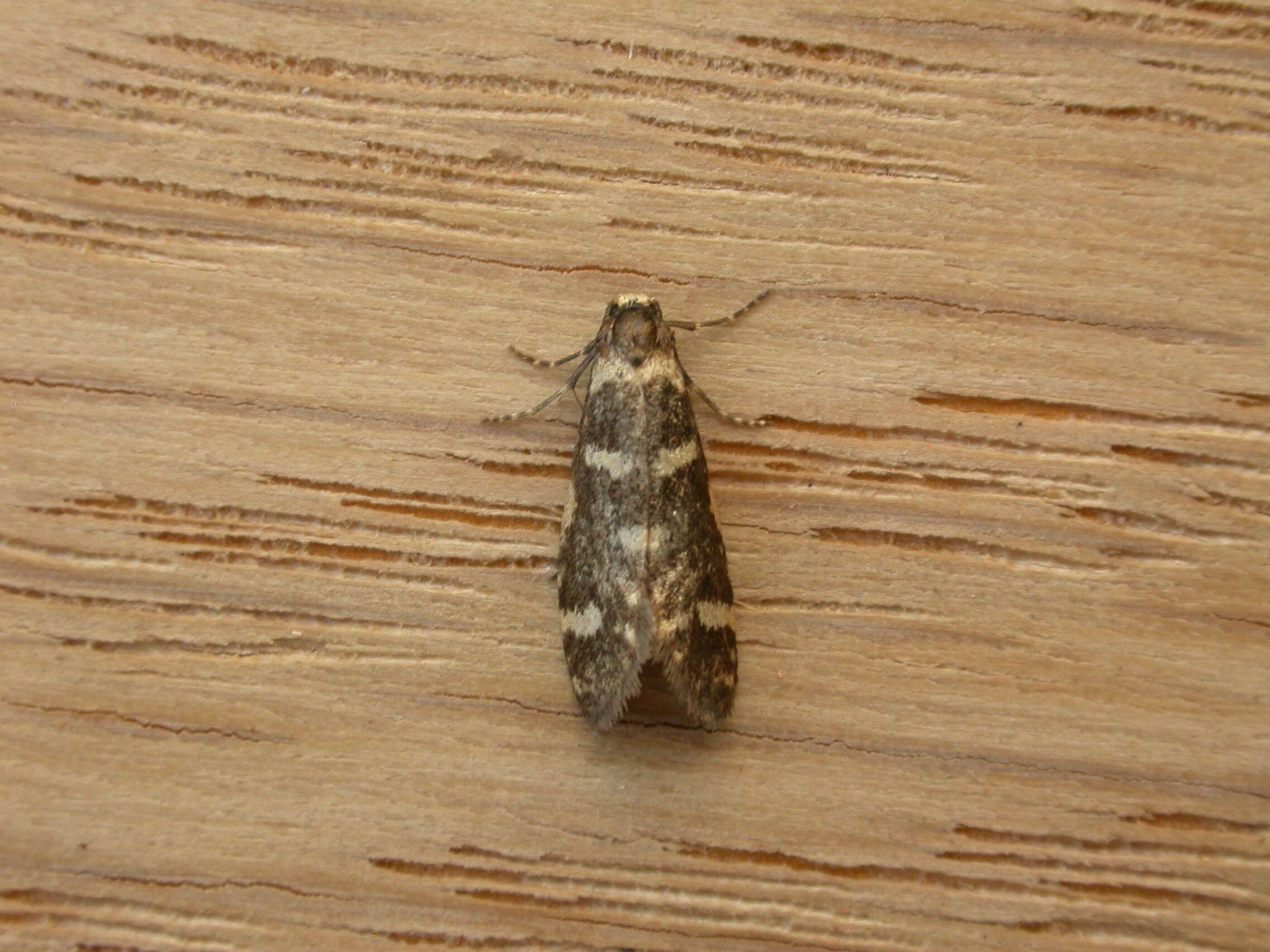 Image of bagworm moths