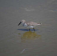 Image of Calidris Merrem 1804