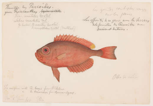 Plancia ëd Priacanthus arenatus Cuvier 1829