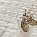 Image of Moth fly