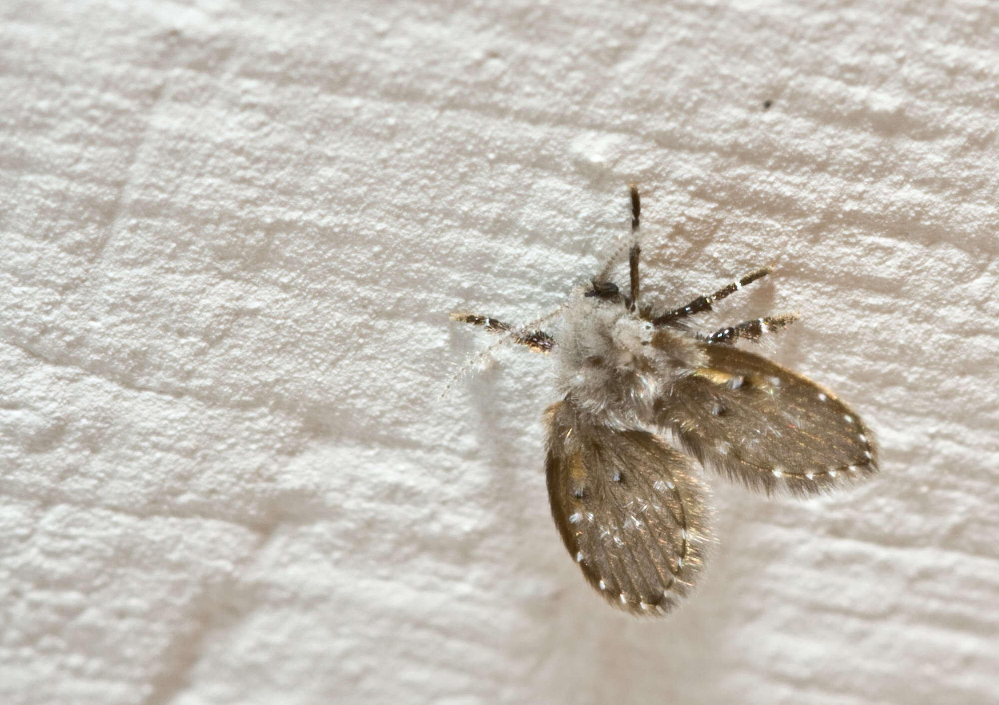 Image of moth flies and sand flies