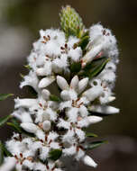 Image of Leucopogon ericoides (Sm.) R. Br.