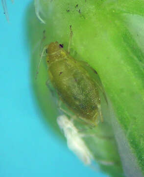 Image of Carrot-willow aphid