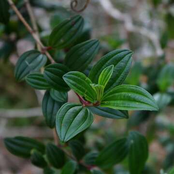 Imagem de Tibouchina