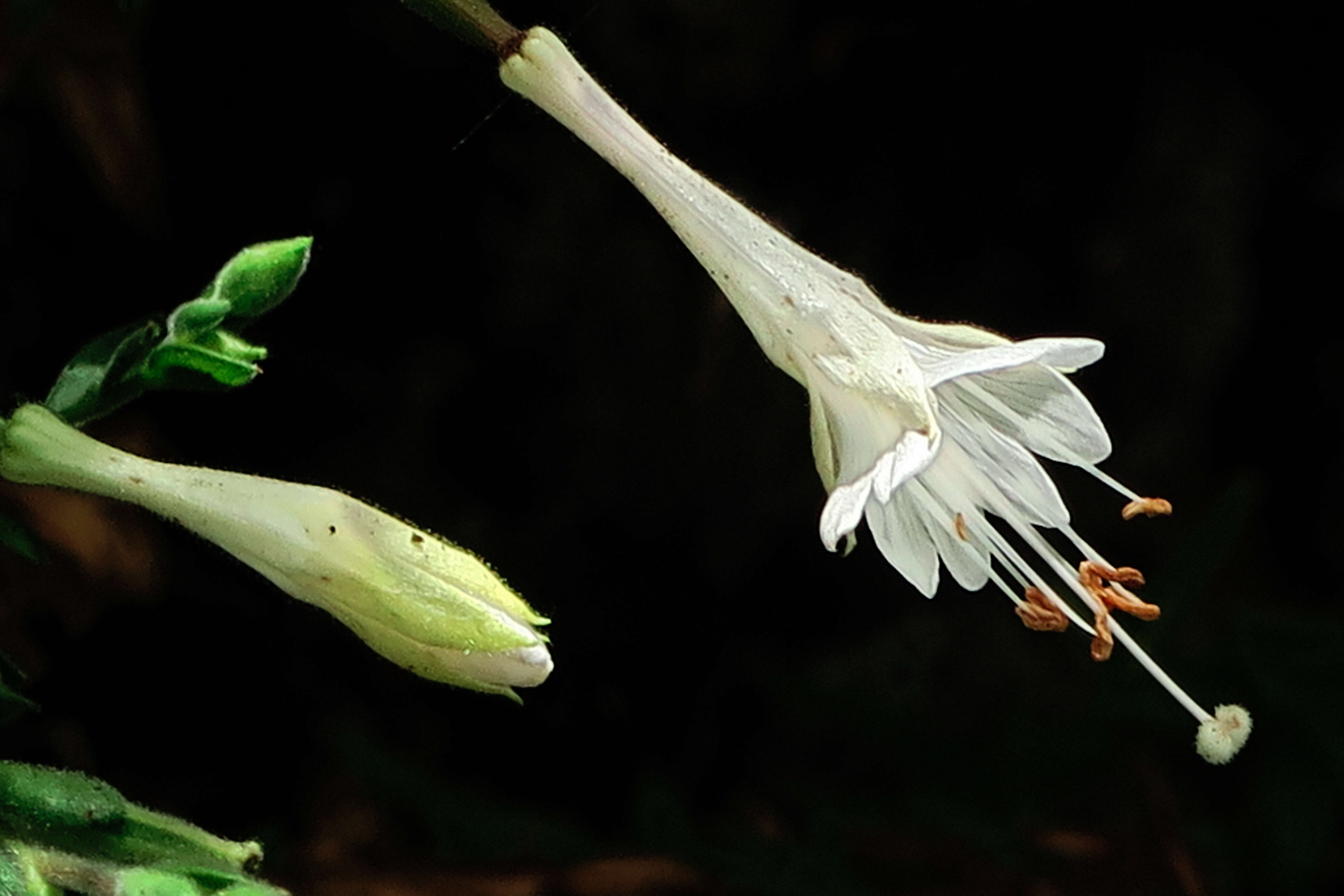 Image of hummingbird trumpet