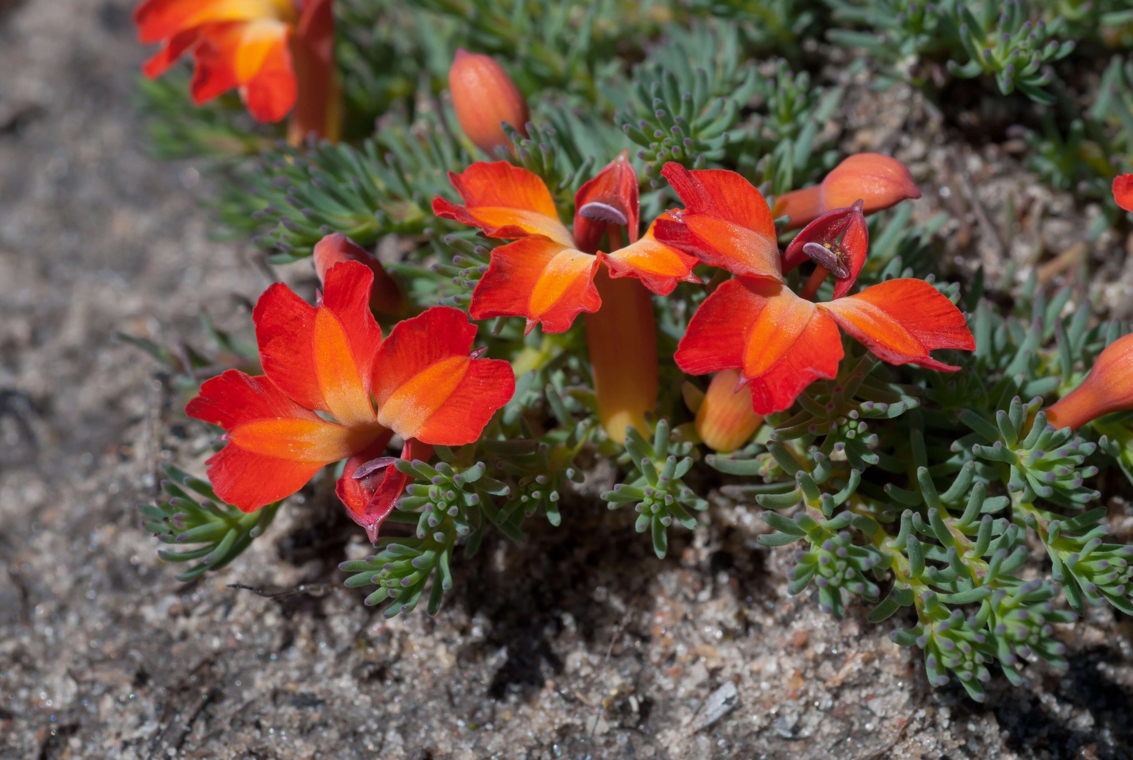 Image of Red Leschenaultia