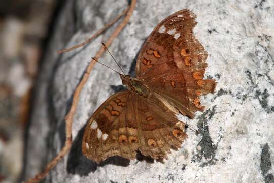 Imagem de Junonia natalica Felder 1860