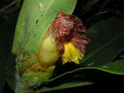 Imagem de Costus glaucus Maas