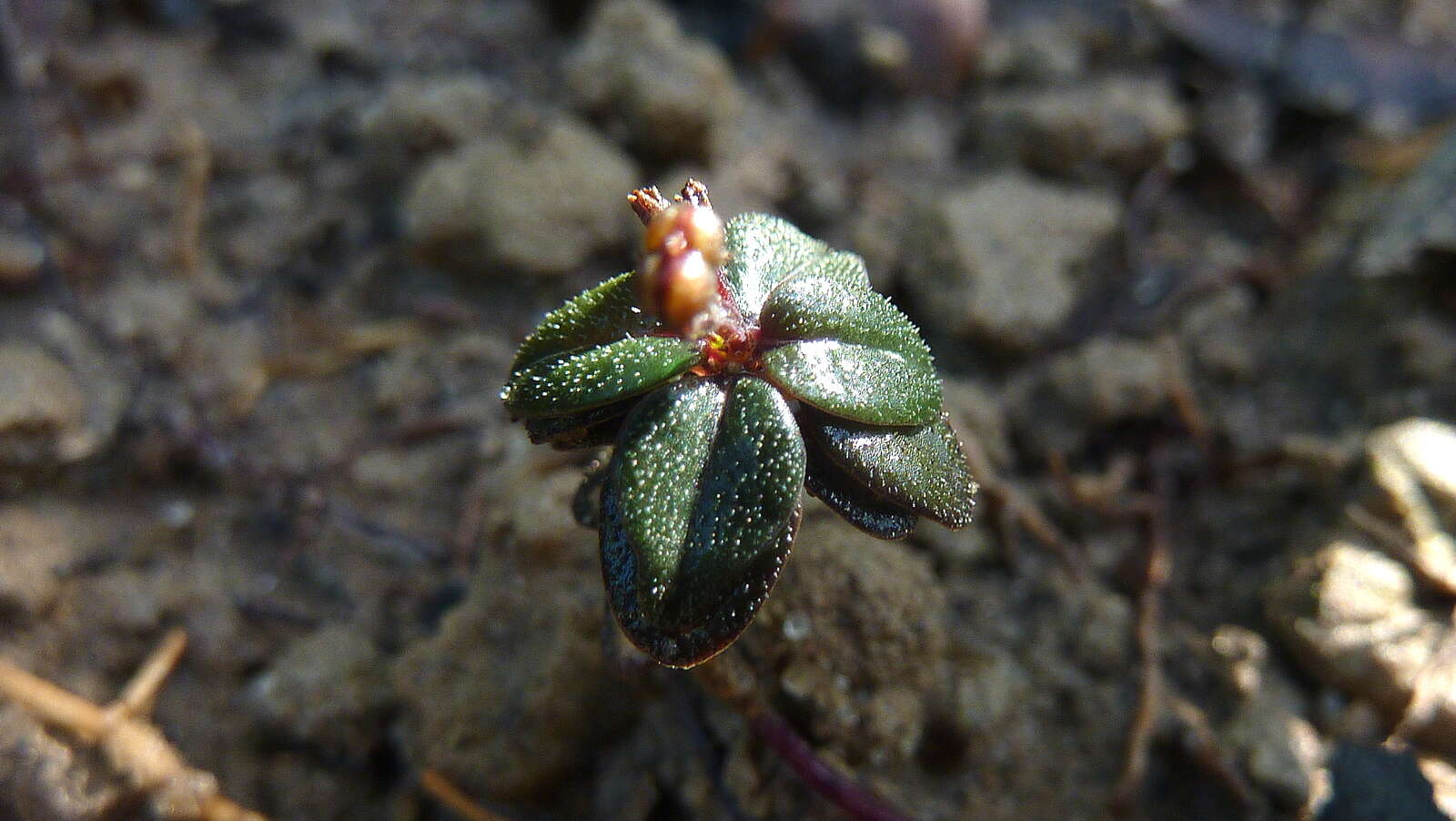 Spigelia genuflexa Popovkin & Struwe的圖片