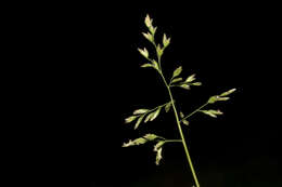 Image of Meadow Grasses