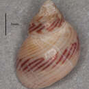 Image of Tricolia pullus picta (da Costa 1778)