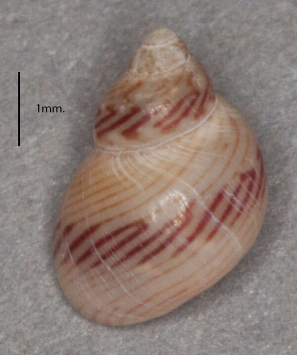 Image de Phasianellidae Swainson 1840