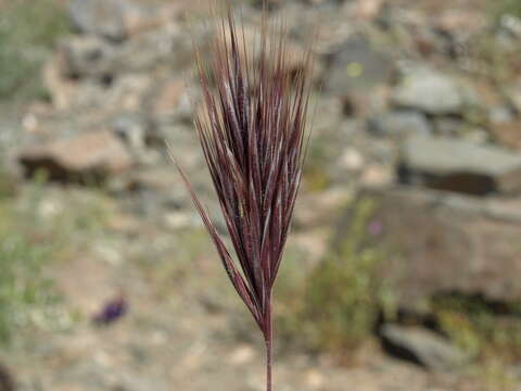 Image of red brome