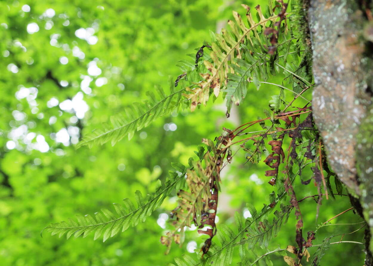 Image of polypody