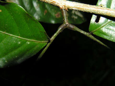 Image of Zygia rubiginosa L. Rico