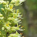 Imagem de Aesculus glabra Willd.