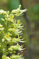 Image of Buckeyes & Horse-chestnuts