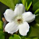 Image of white indigoberry