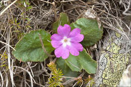 Image of Primula villosa Wulfen