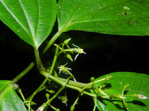 Image of Miconia neomicrantha W. S. Judd & J. D. Skean