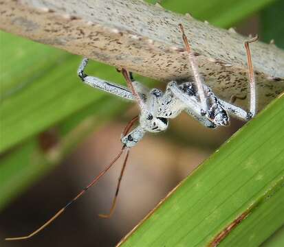 صورة Arilus cristatus (Linnaeus 1763)