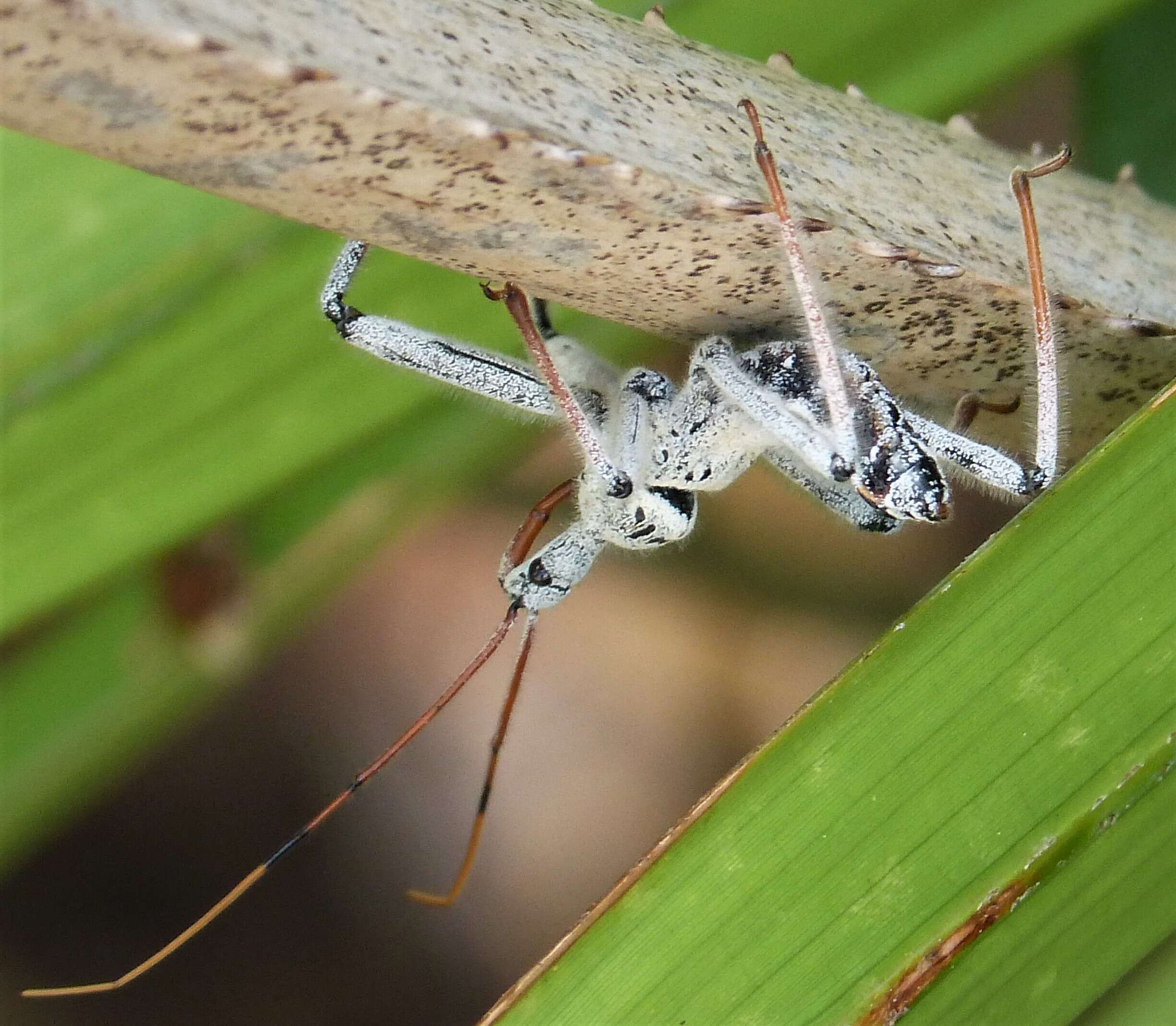 Image of Wheel Bug