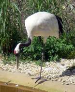 Image of Japanese Crane