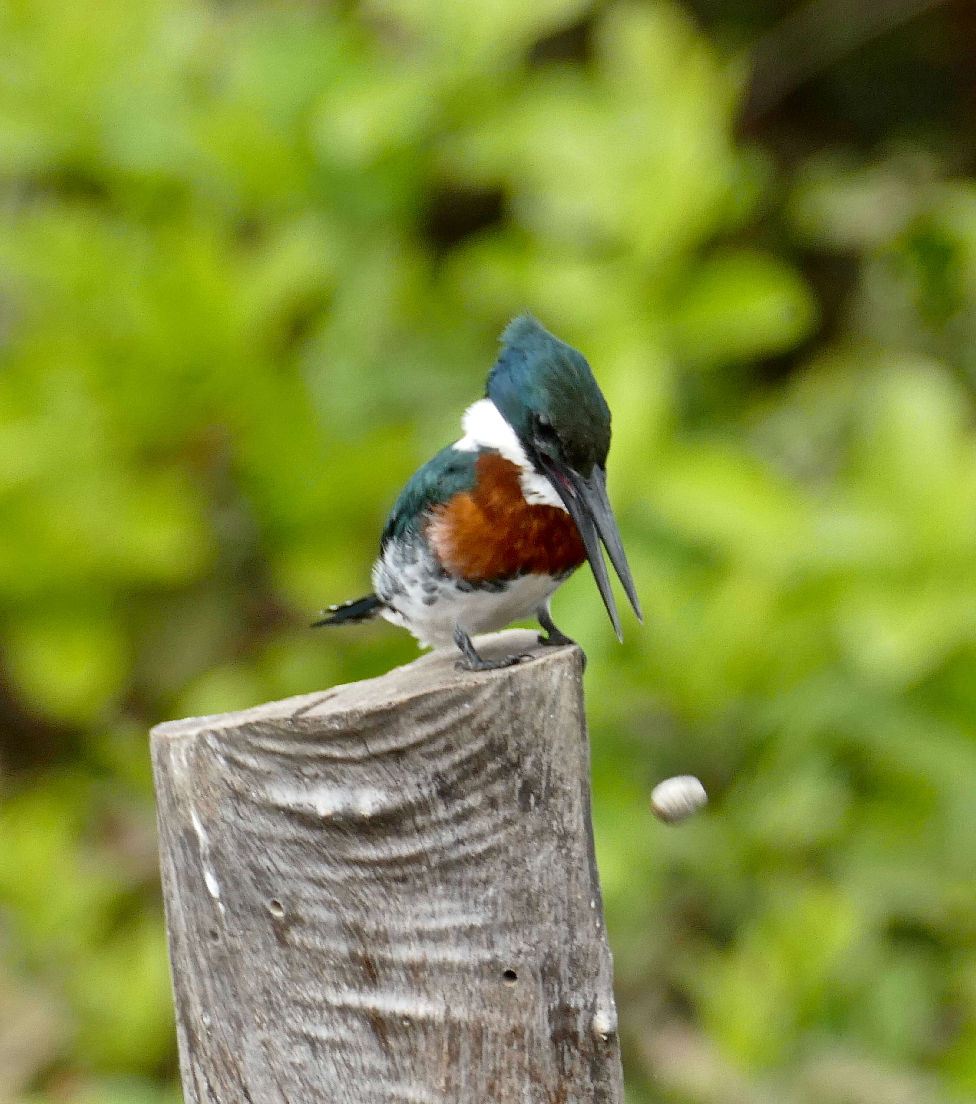 Image of Green Kingfisher