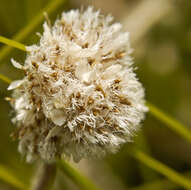 Imagem de Antennaria neglecta Greene