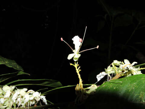 Plancia ëd Macrolobium costaricense W. C. Burger