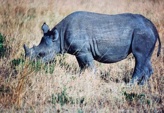 Image of Black Rhinoceros