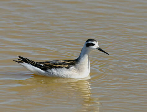 Image of Red-necked Phalarope