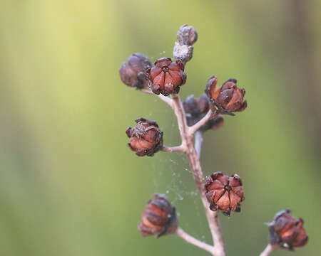 Image of flyweed