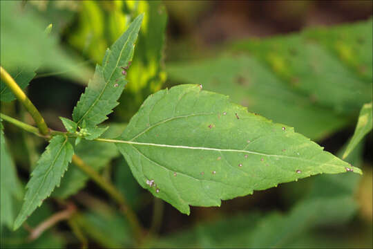 Image of white snakeroot