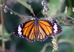 Sivun Danaus (Anosia) genutia Cramer 1779 kuva