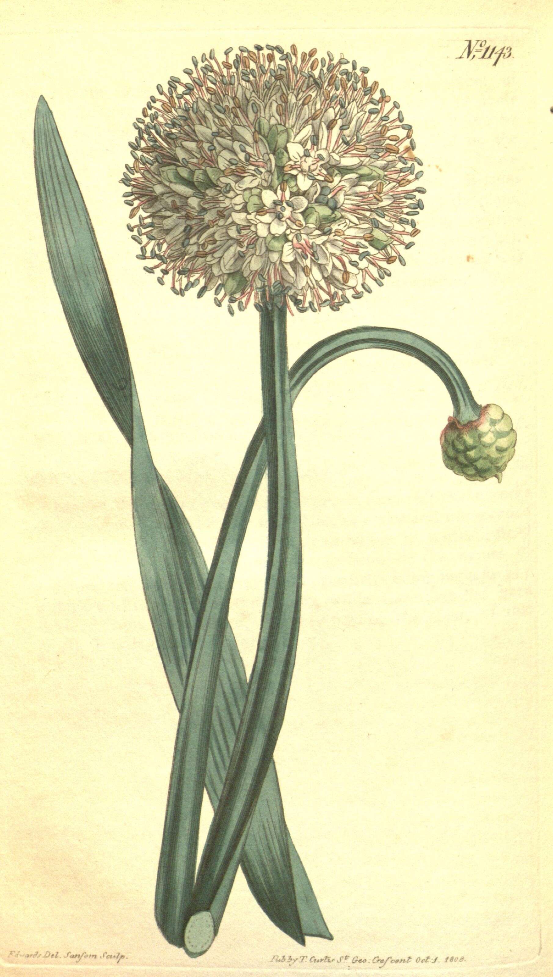 Image of Blue Chives